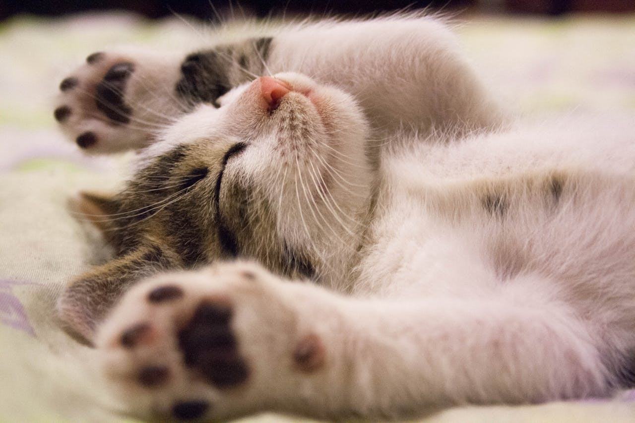 The Simple Secret to Better Sleep Kitten-Sleeping