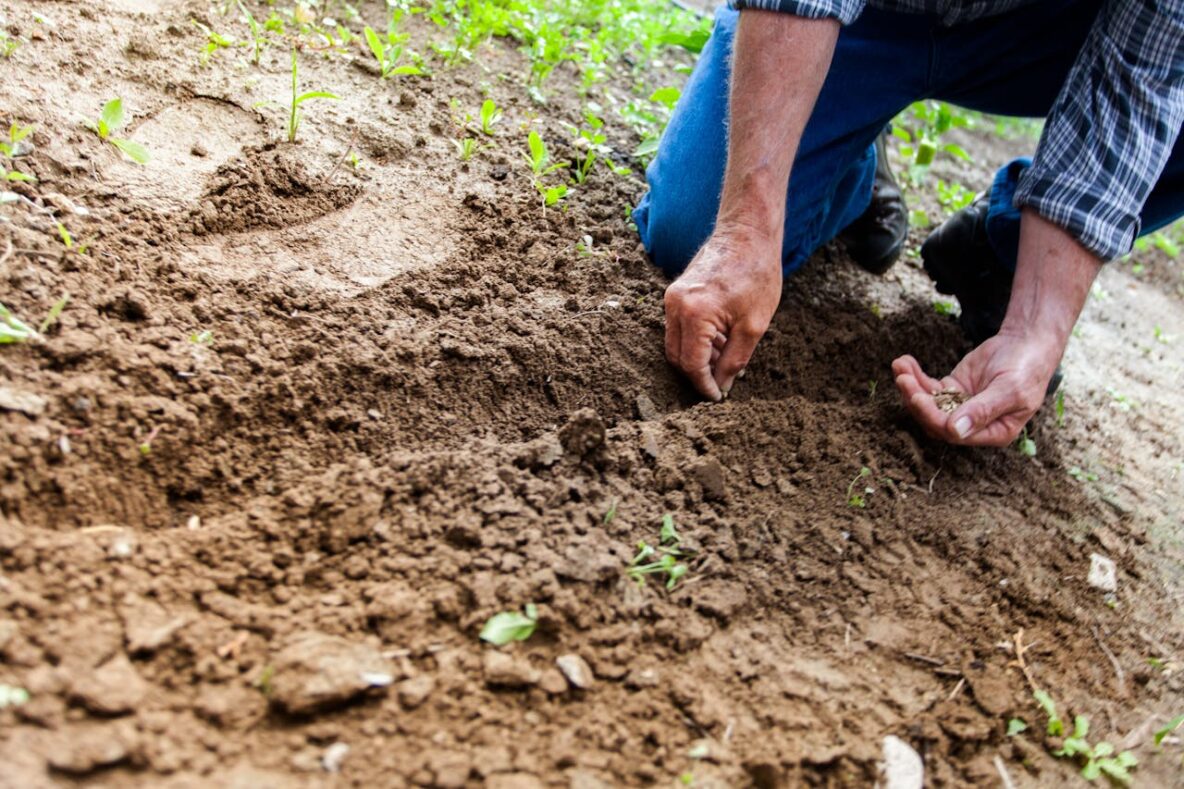 On Finding Your Purpose in Life planting-seeds